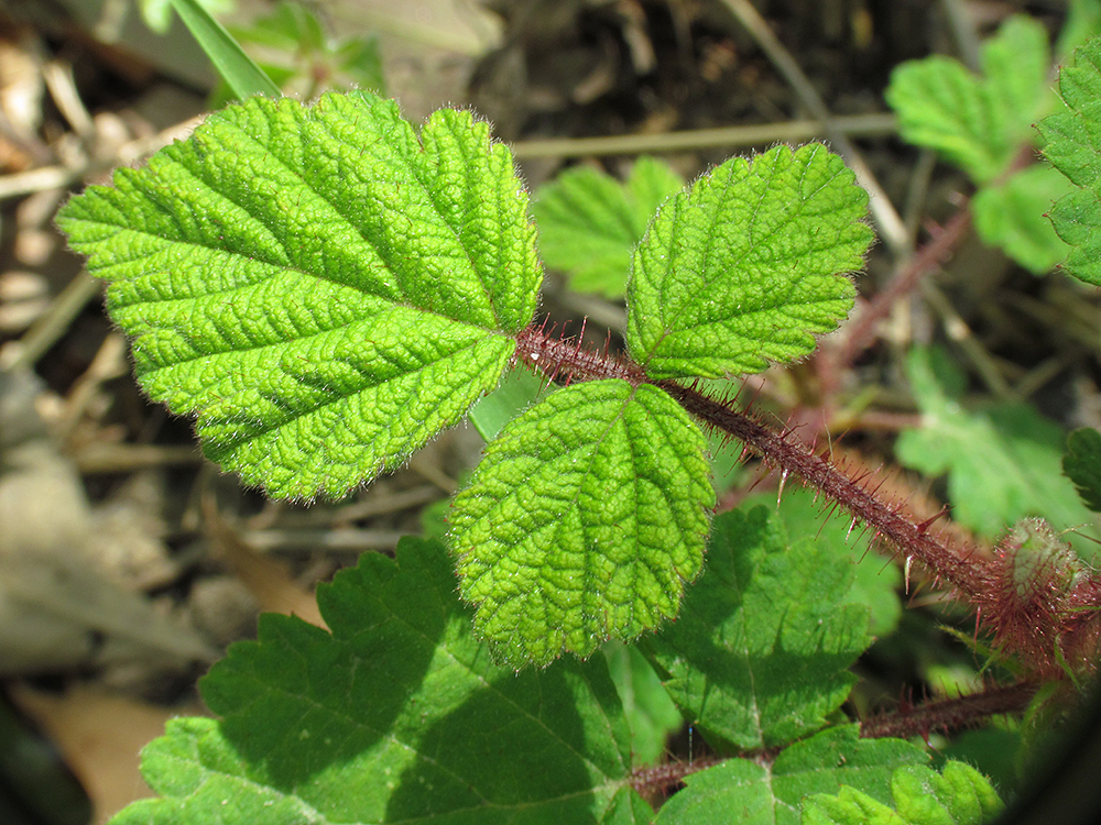 Wineberry