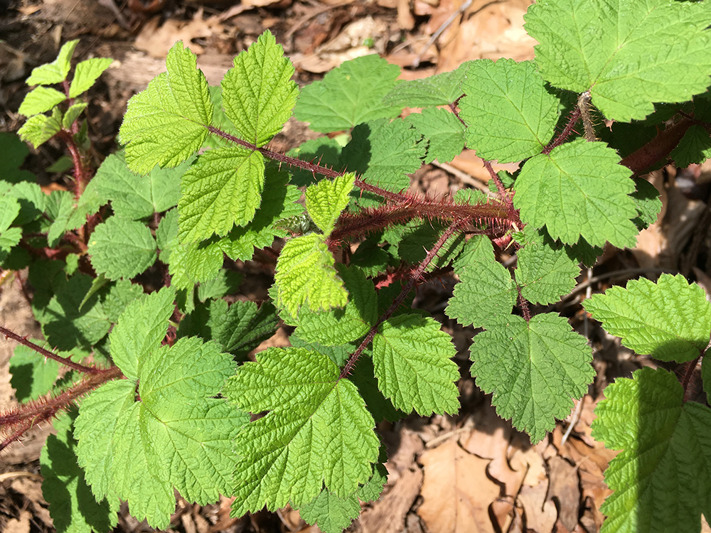 Wineberry