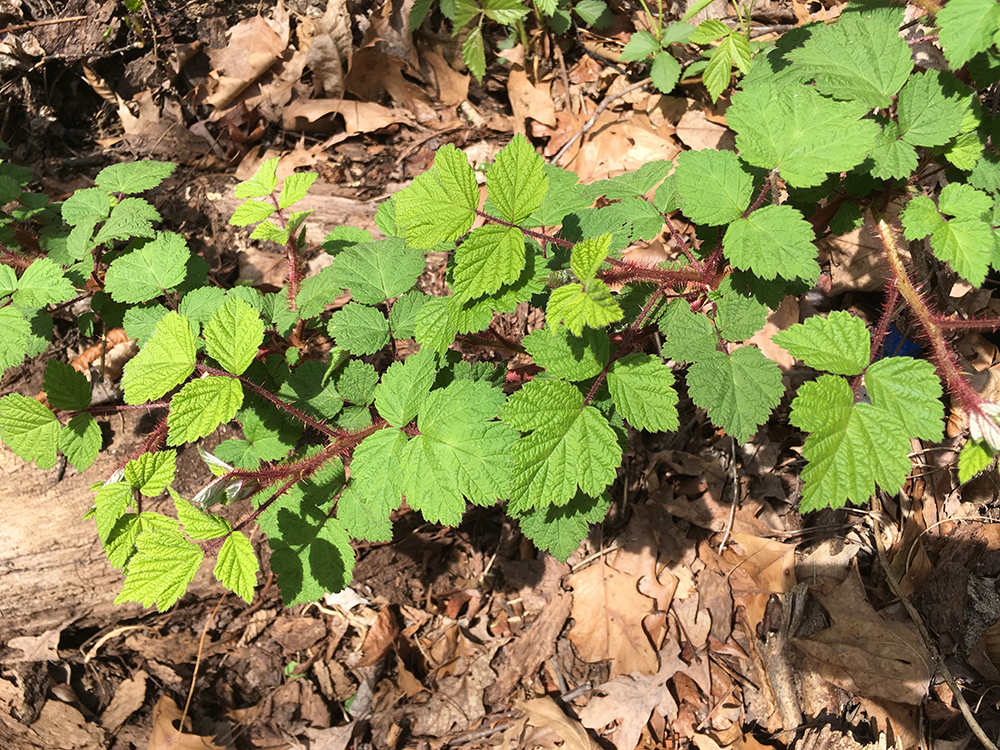 Wineberry