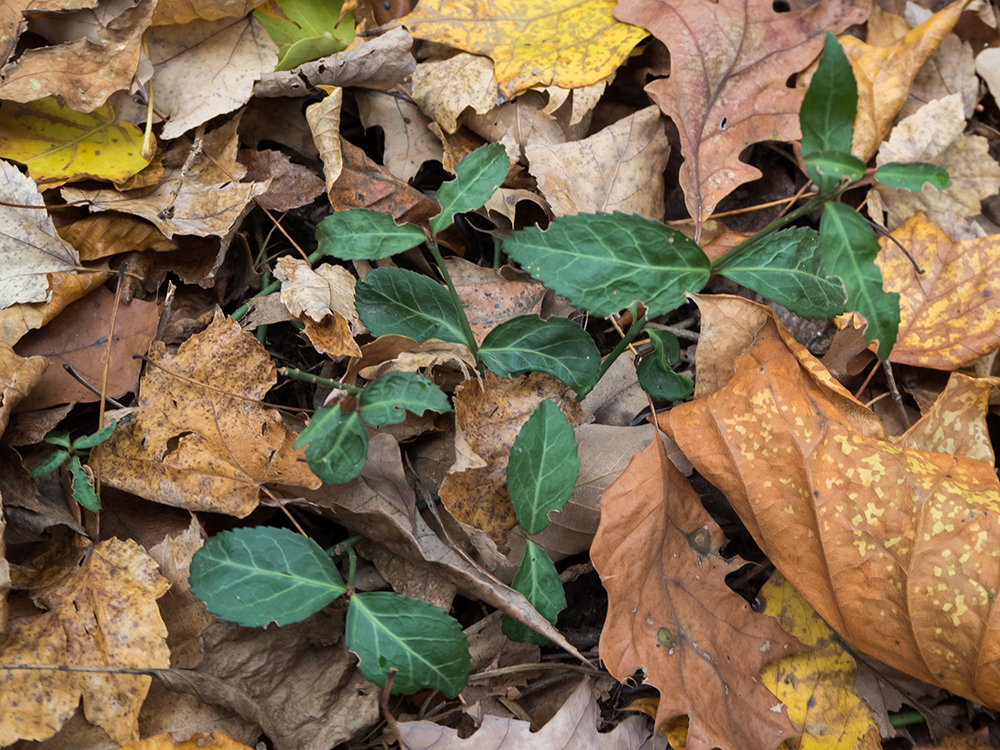 Winter Creeper