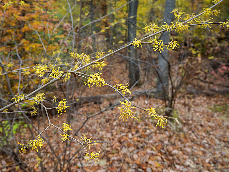 American Witch-hazel