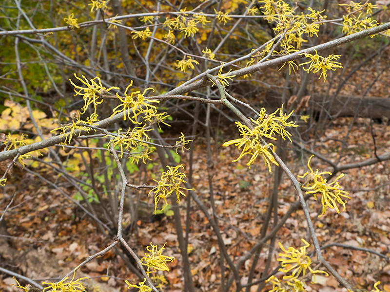 American Witch-hazel