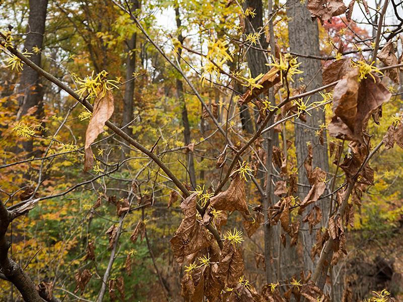 American Witch-hazel