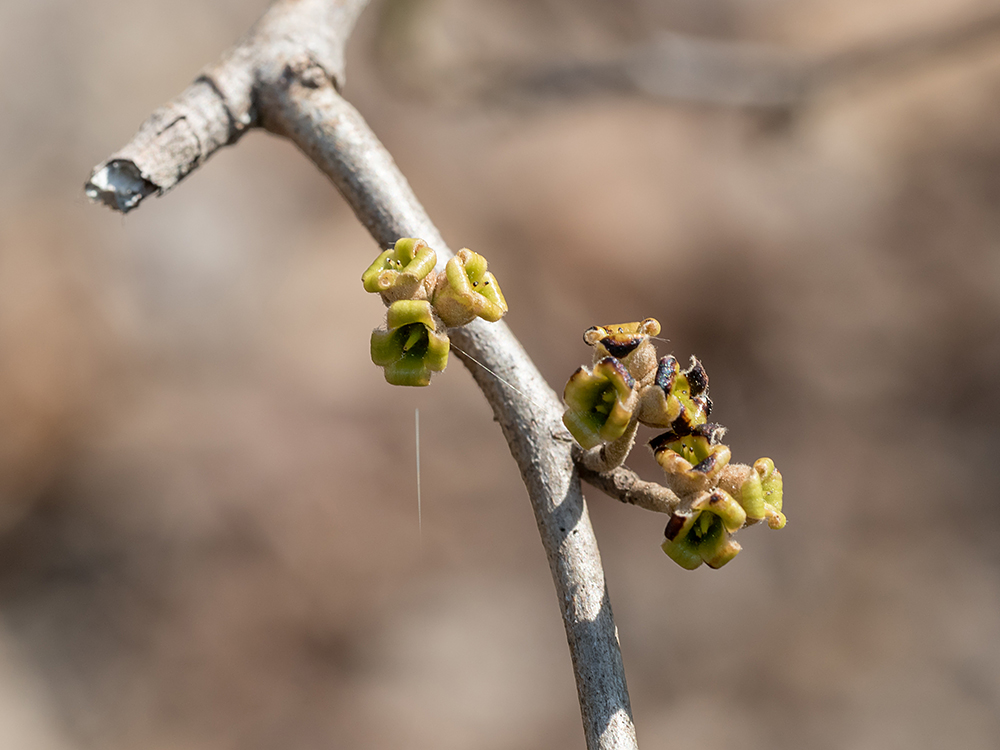 American Witch-hazel