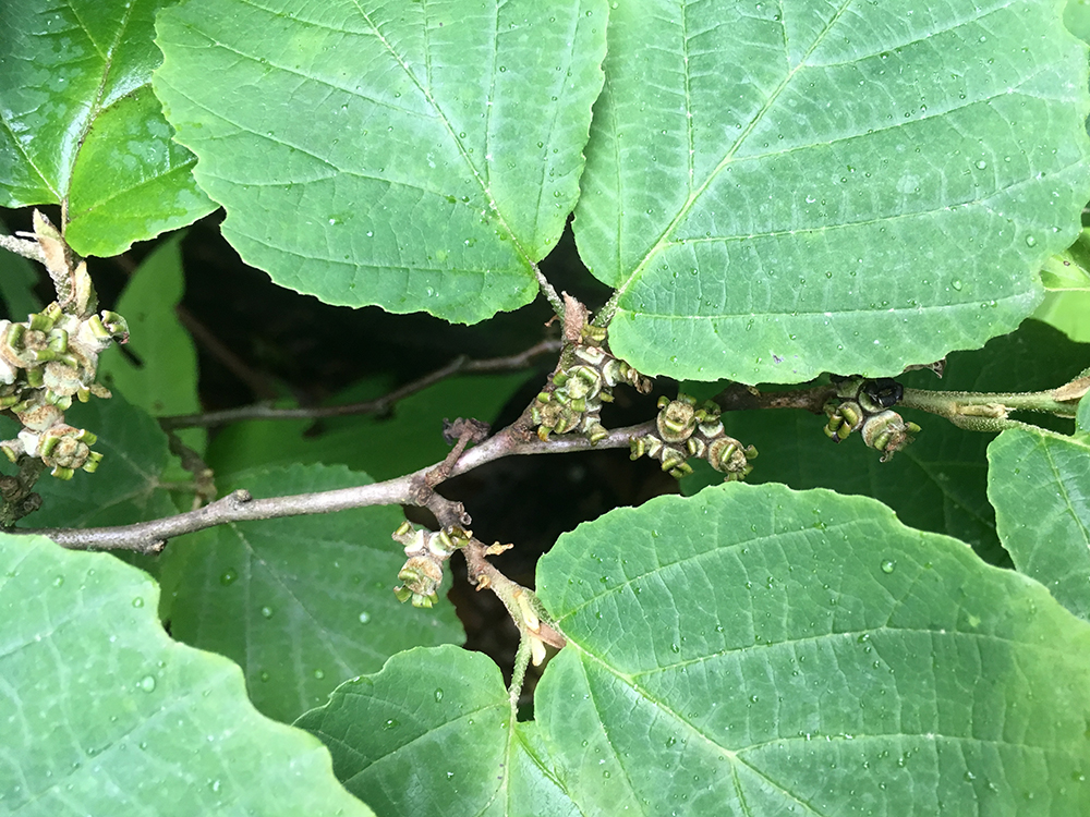 American Witch-hazel