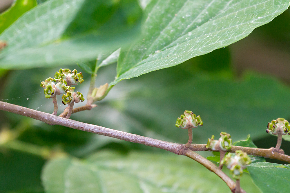 American Witch-hazel