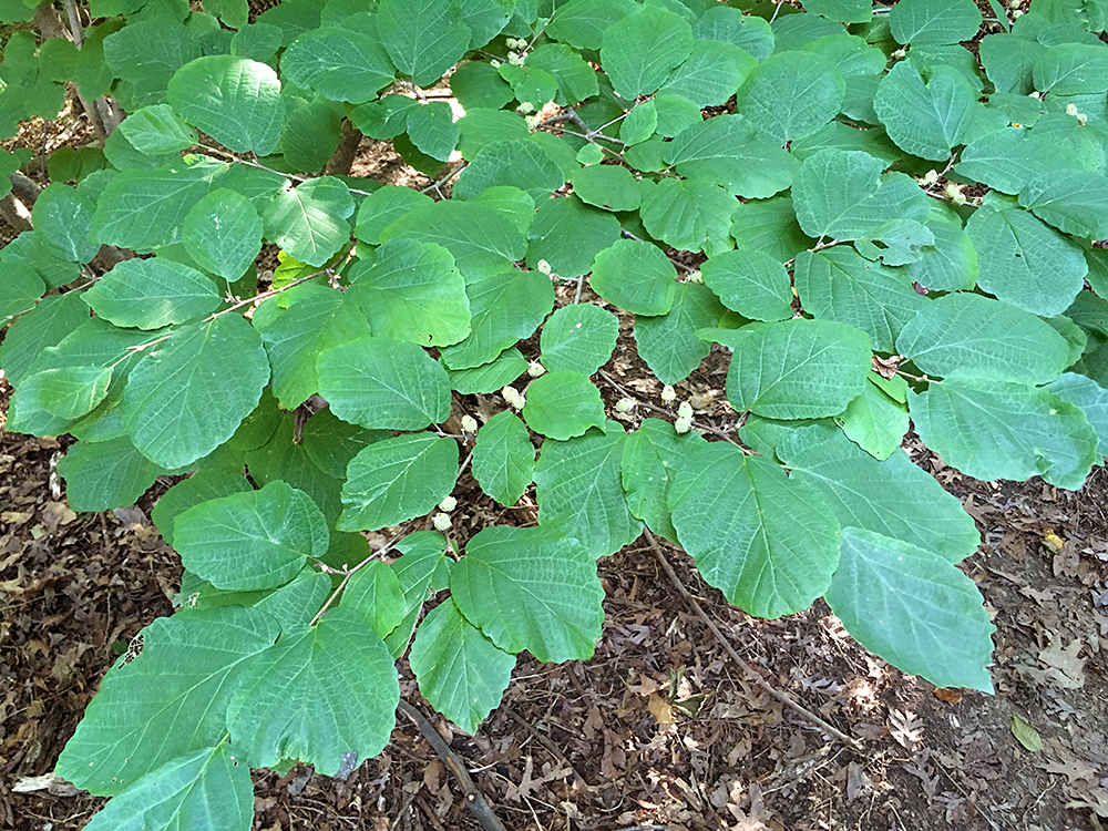 American Witch-hazel