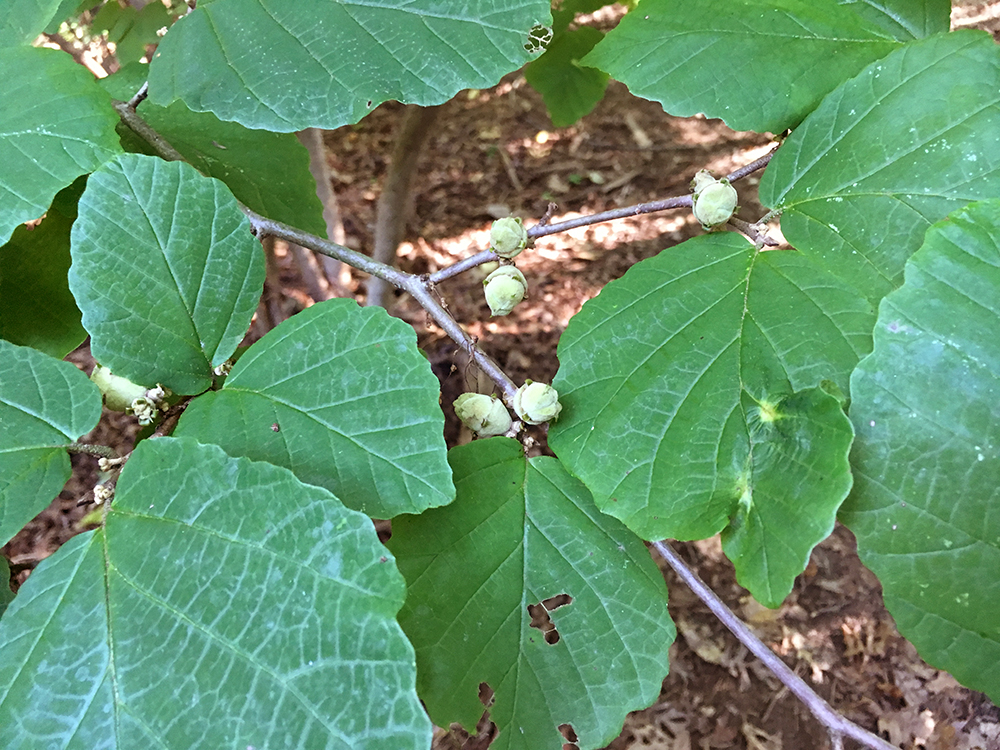 American Witch-hazel