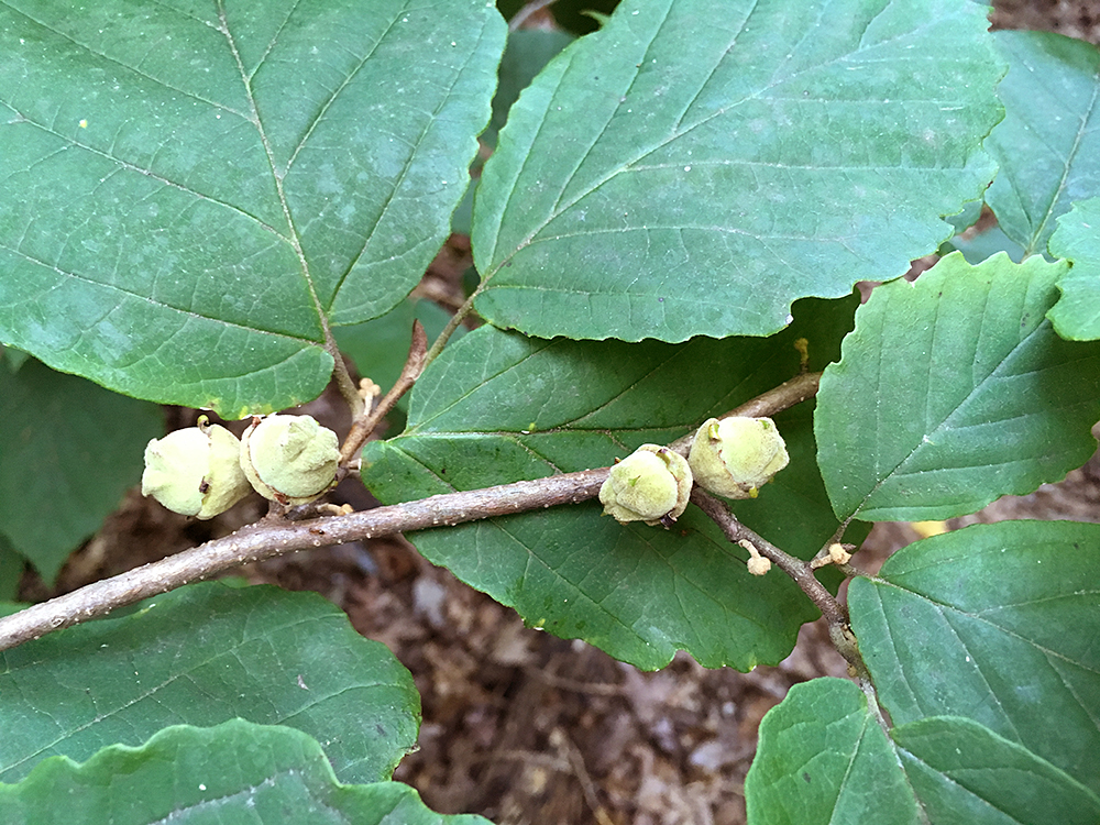 American Witch-hazel