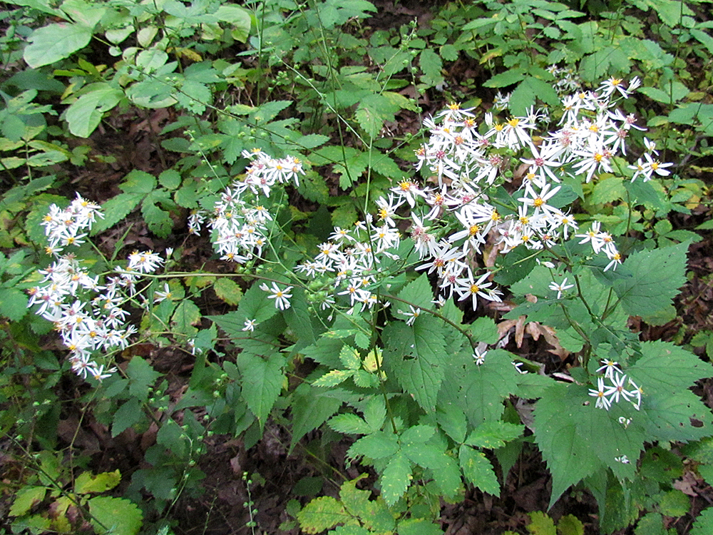 White Wood Aster