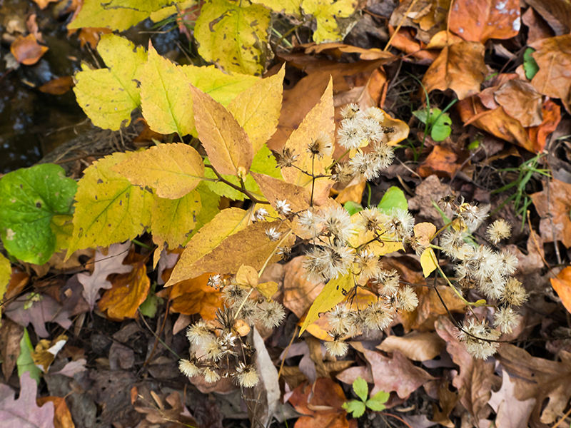 White Wood Aster