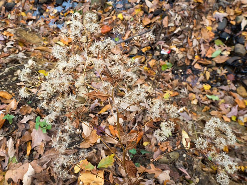 White Wood Aster