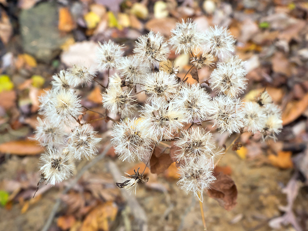 White Wood Aster