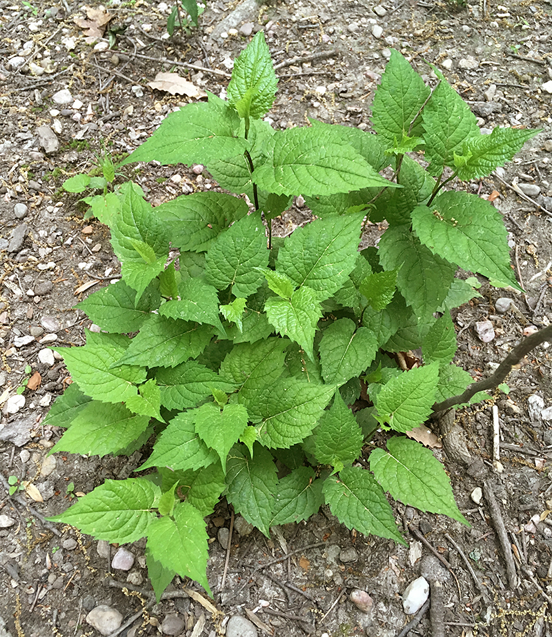 White Wood Aster