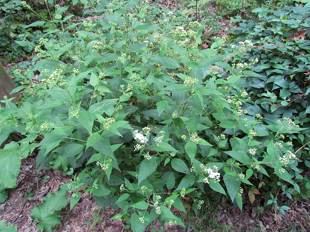 White Snakeroot