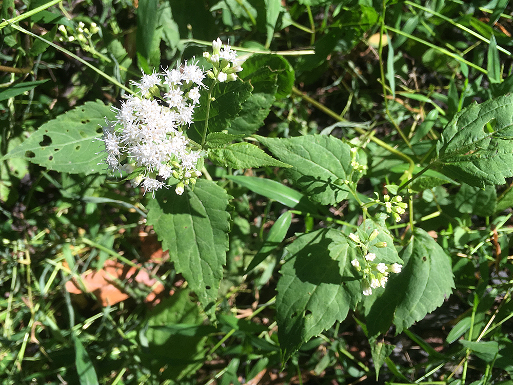 White Snakeroot