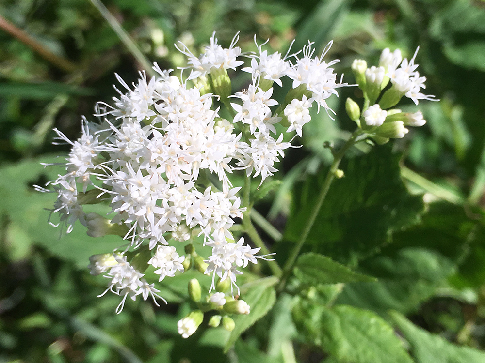 White Snakeroot