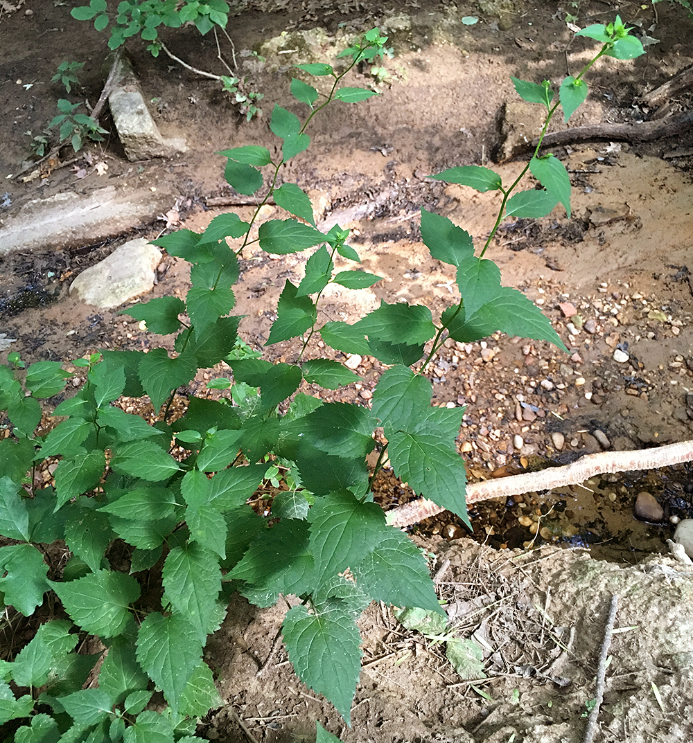 White Snakeroot