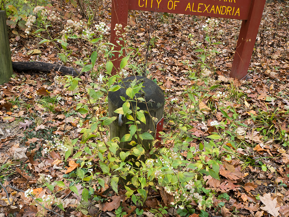 White Snakeroot