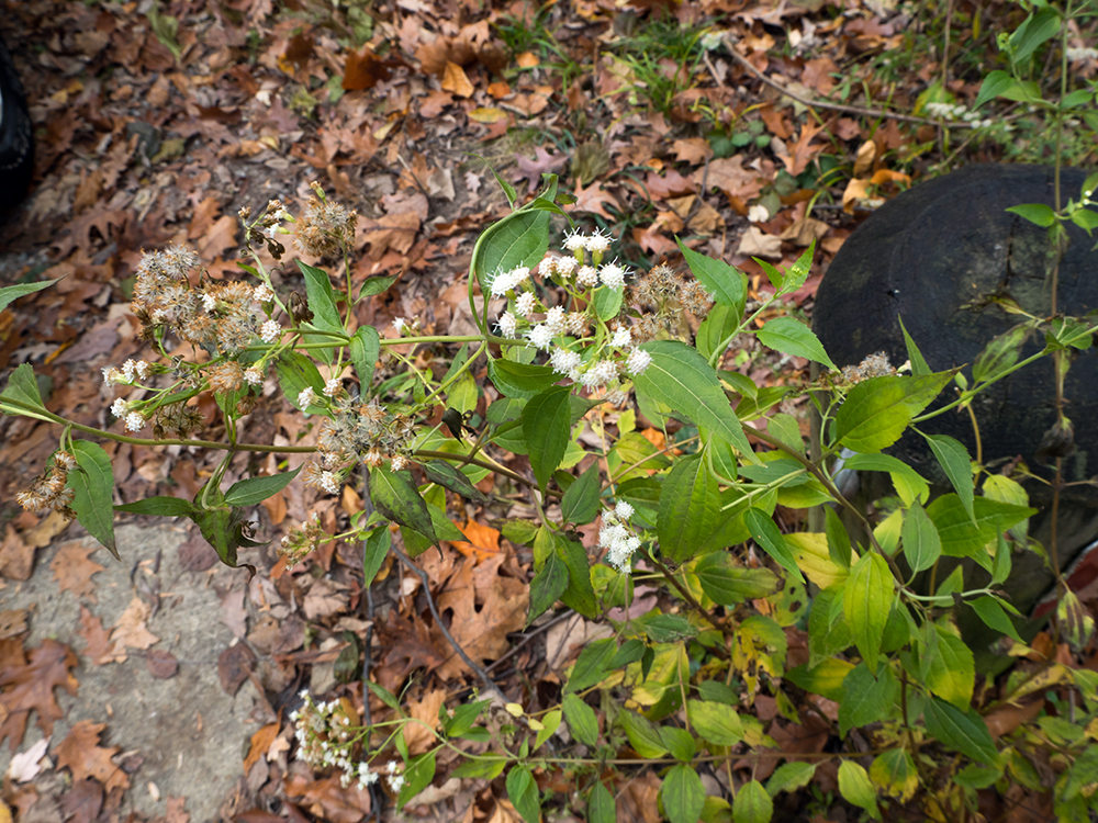 White Snakeroot