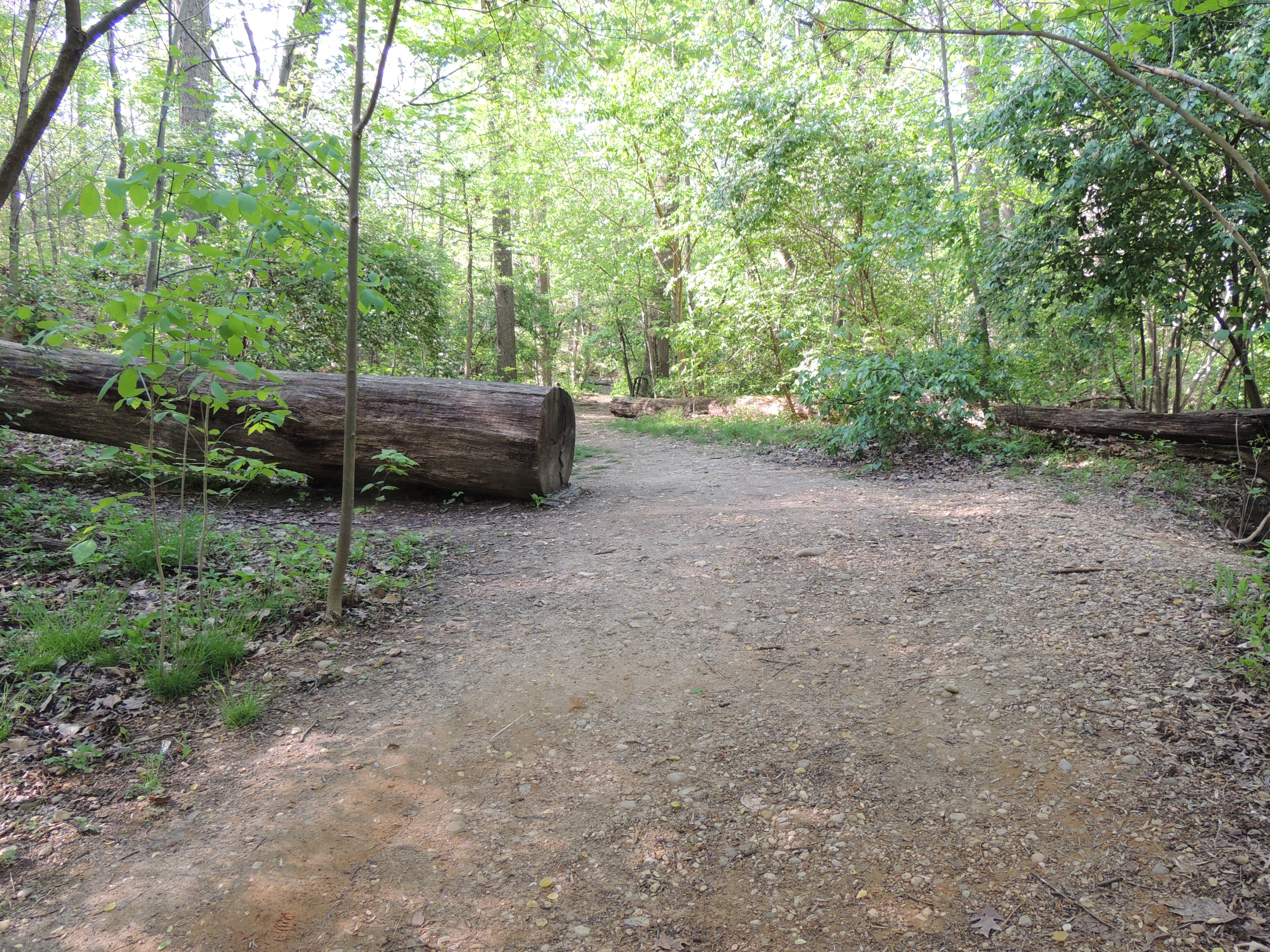 Informal South Boundary of Dog Exercise Area
