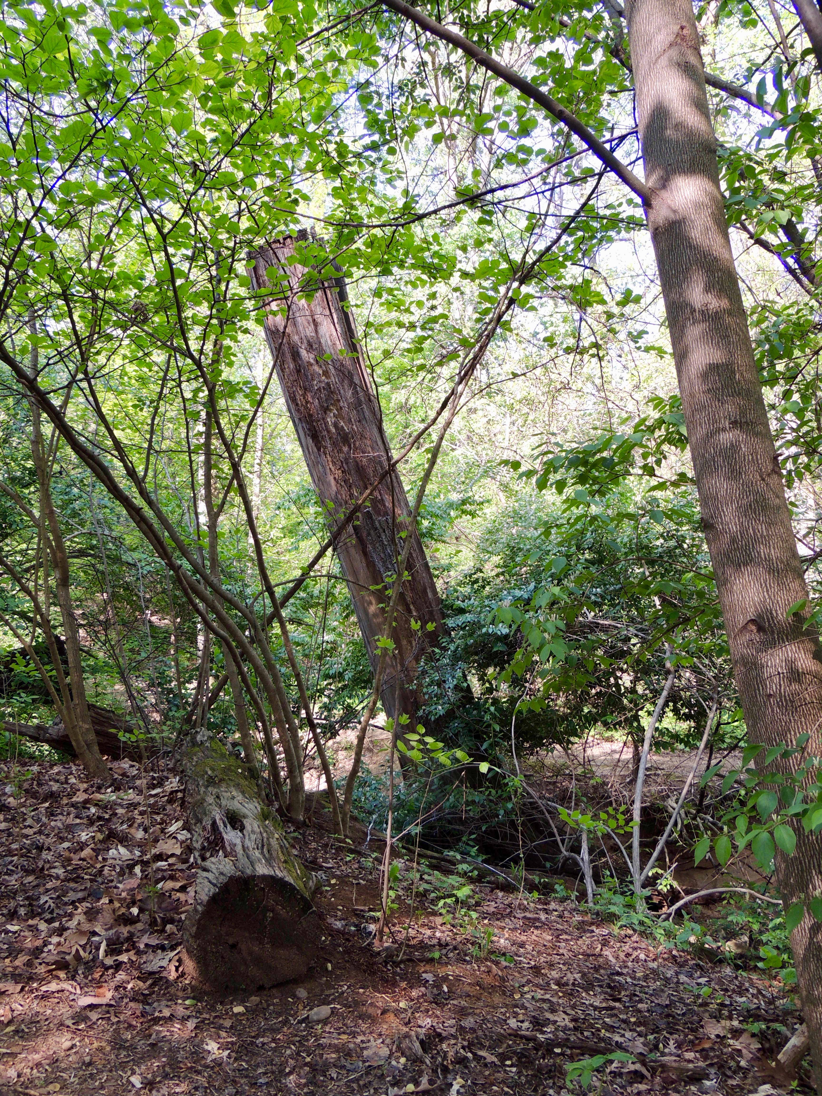 Stump in the Stream