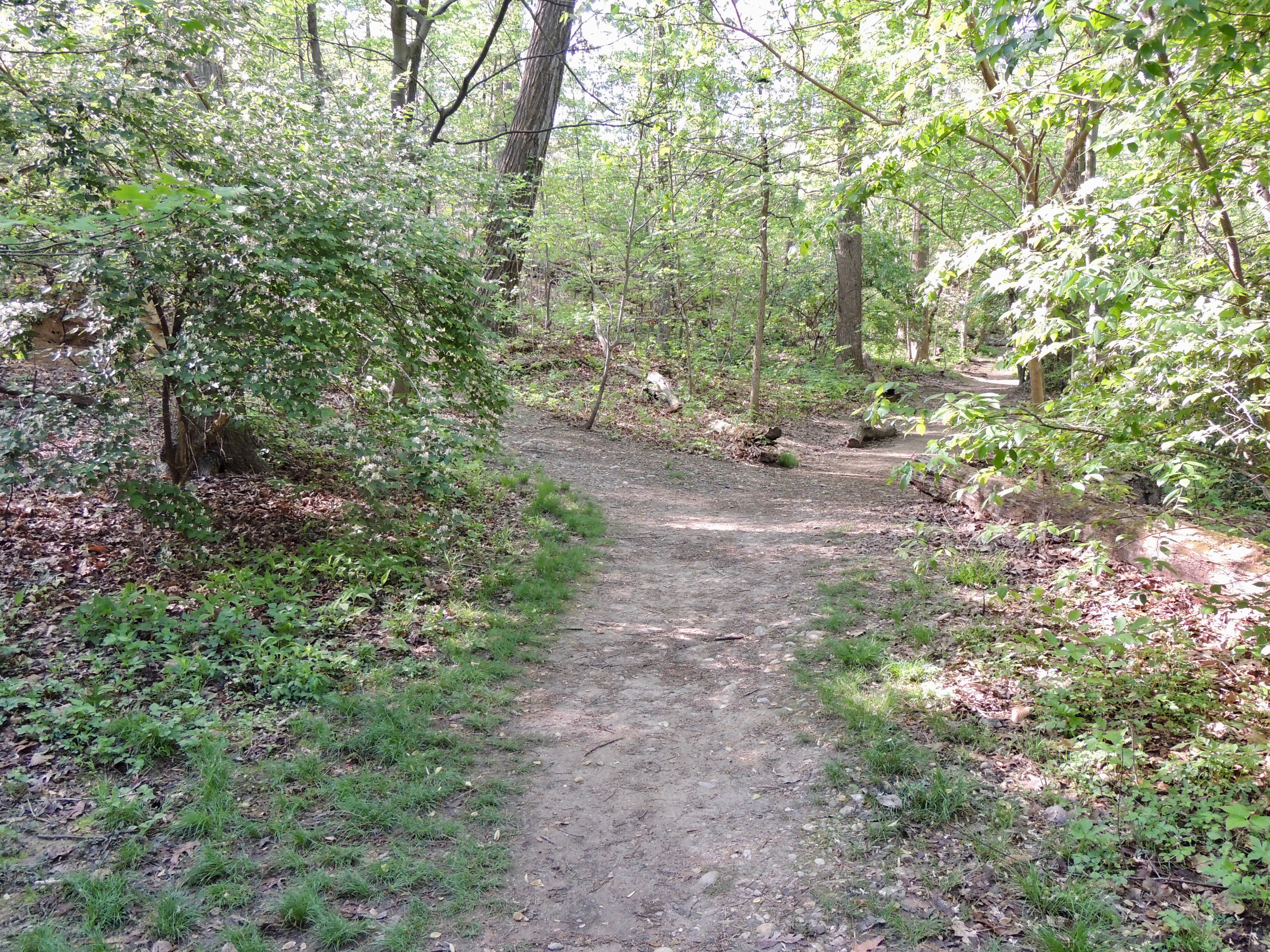 East Stream Path Past Midstream