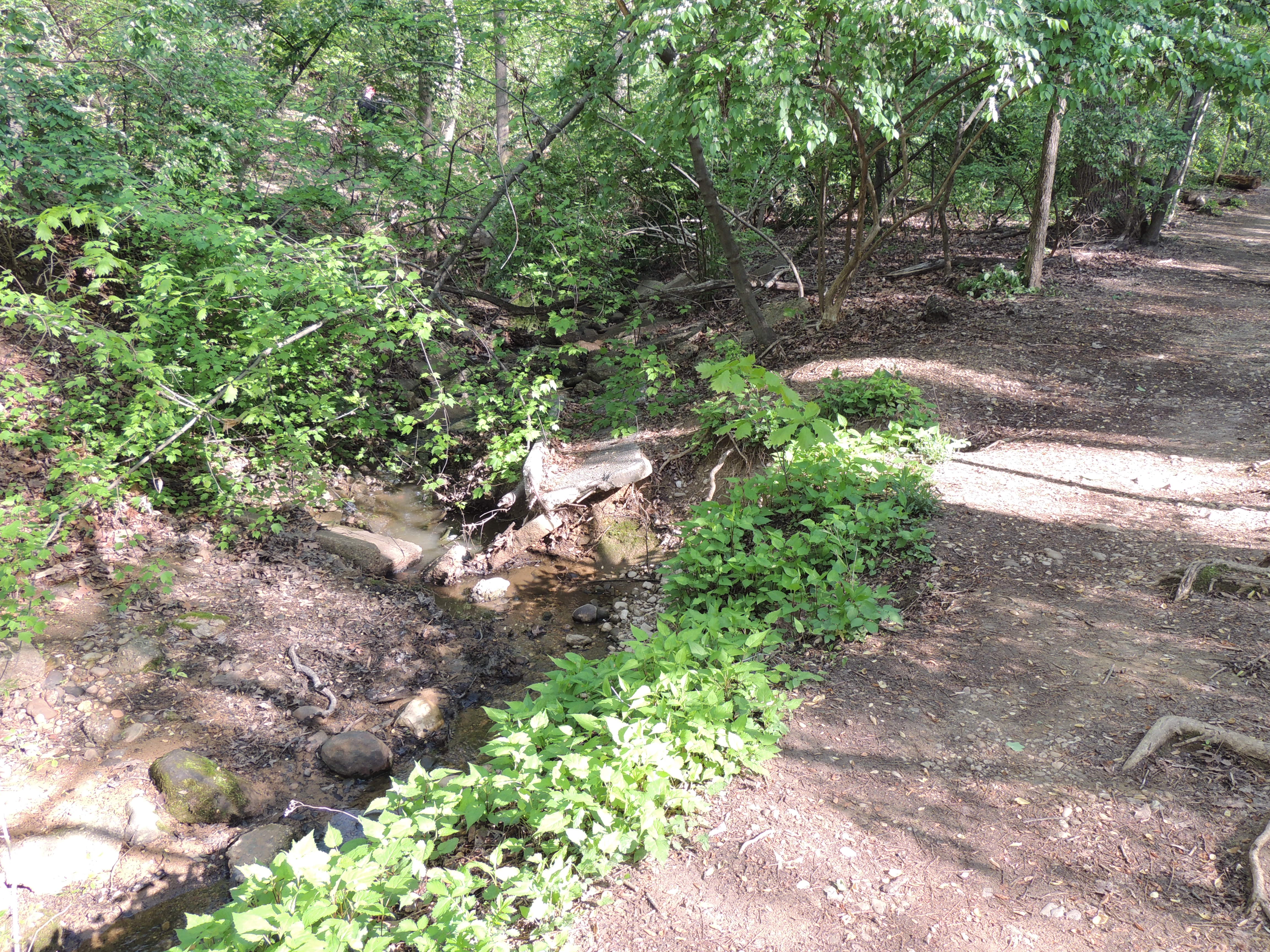 Shaded Bathing Area Past Midstream