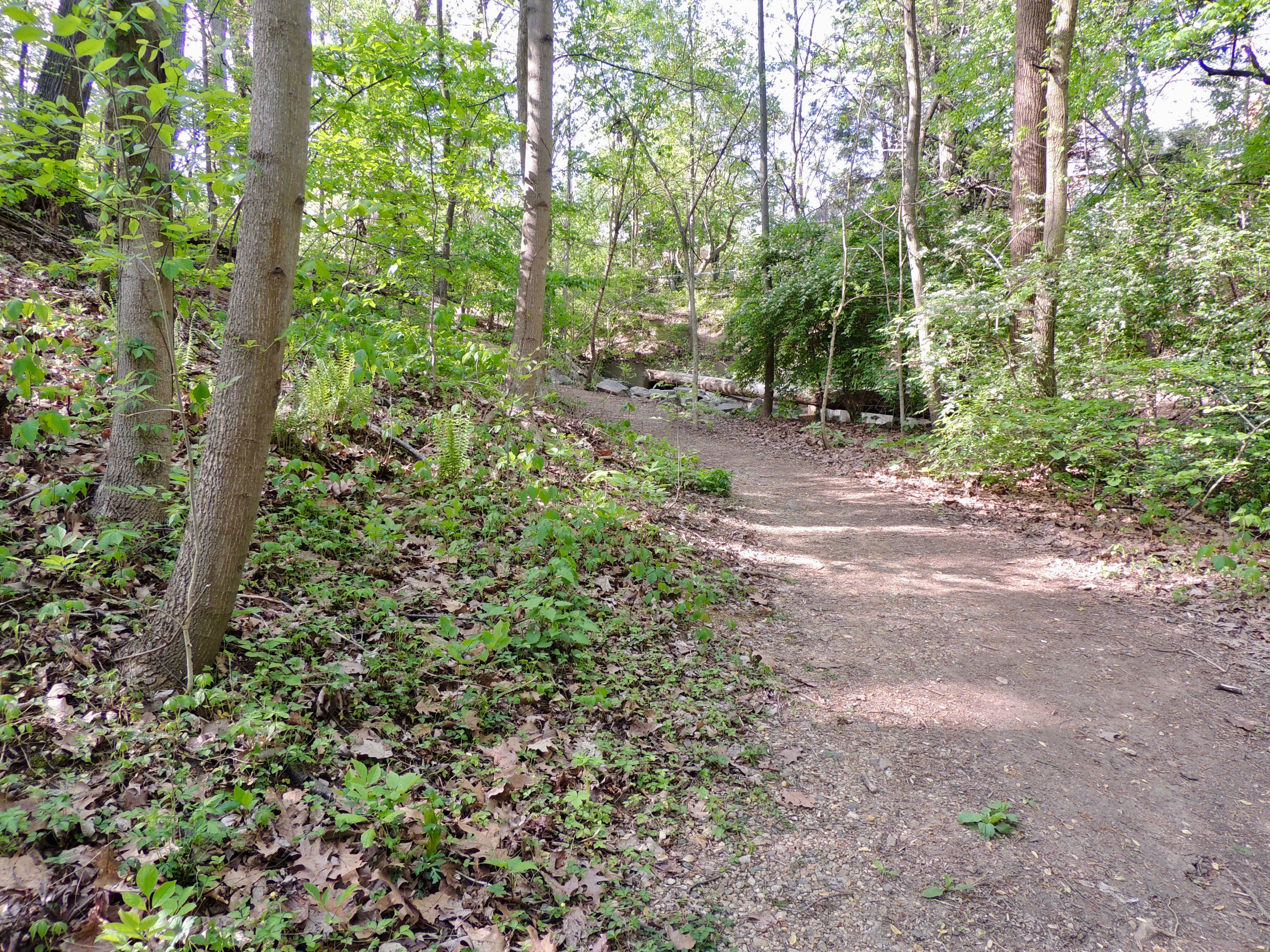 Portion of East Stream Path with Christmas Ferns