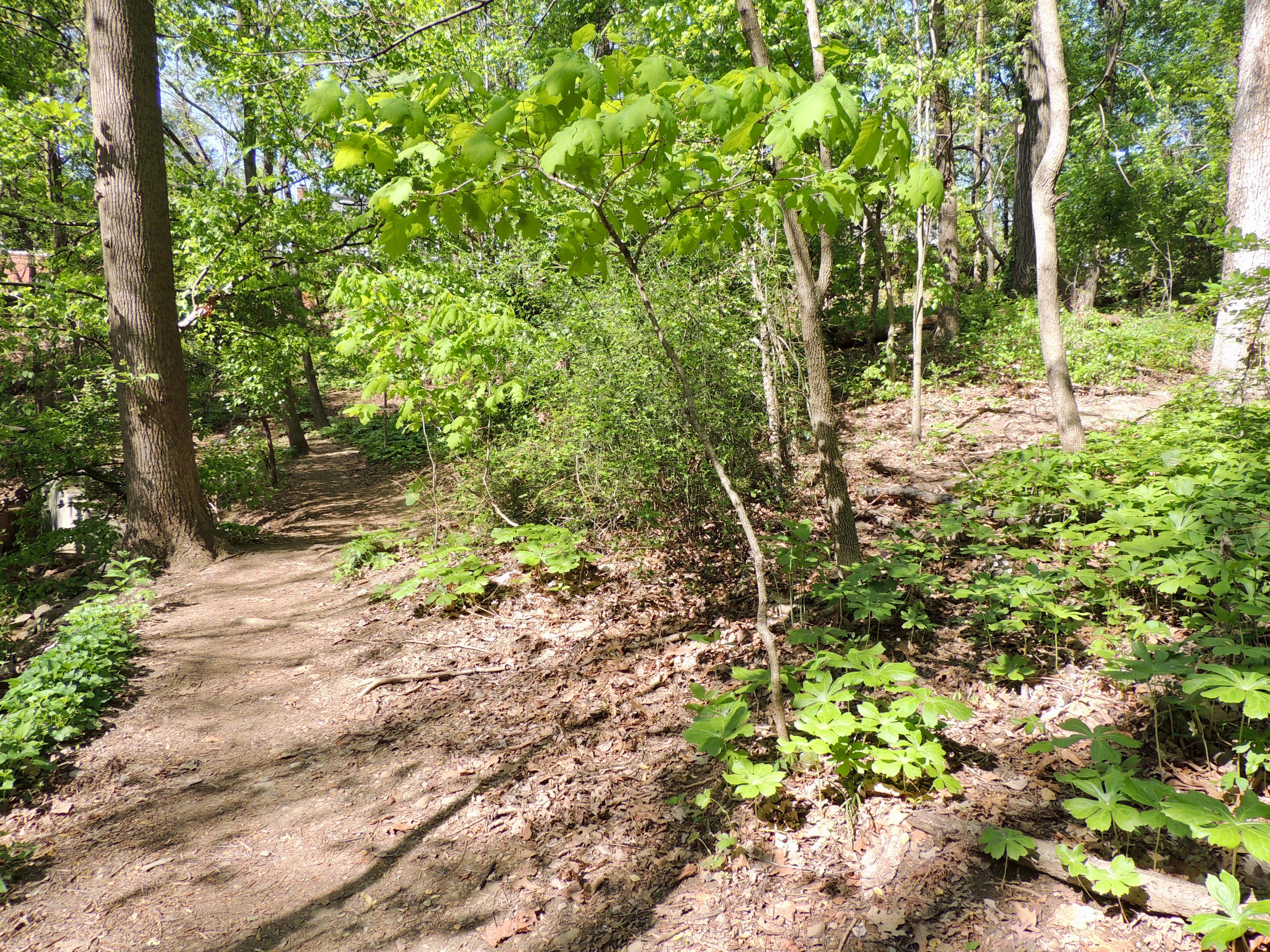 West Stream Path Past Midstream