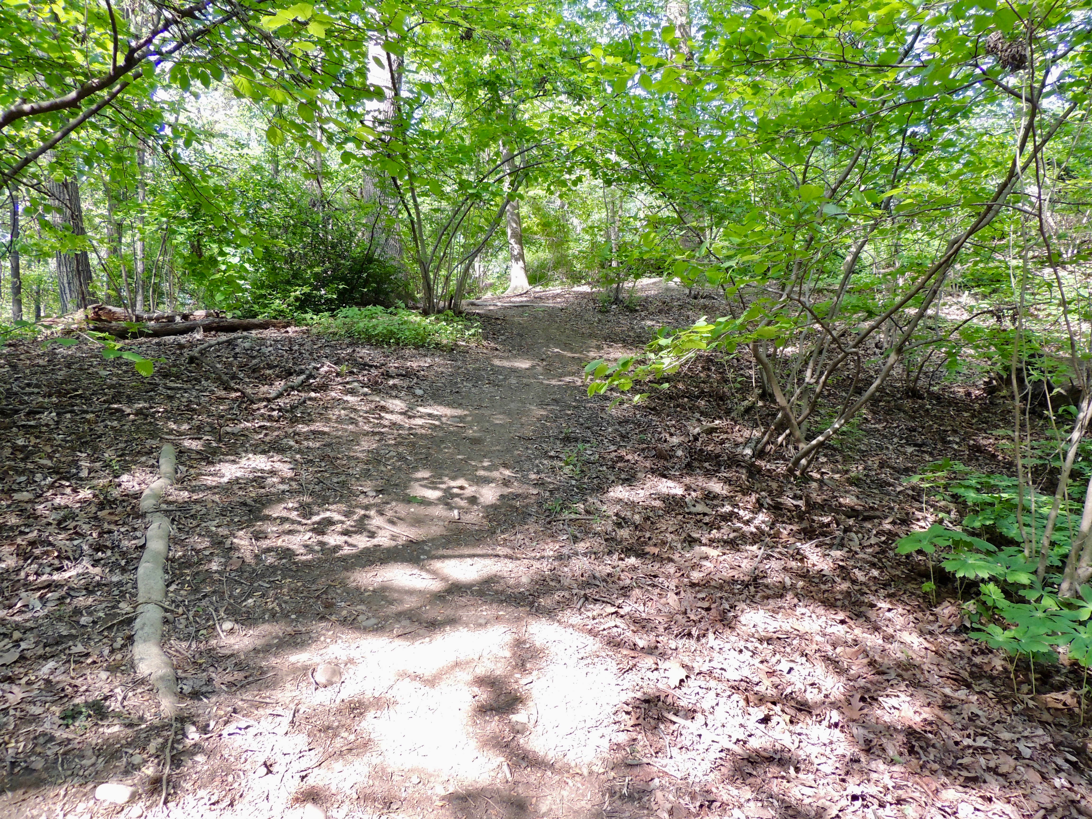 Beginning of North End of Knoll Path