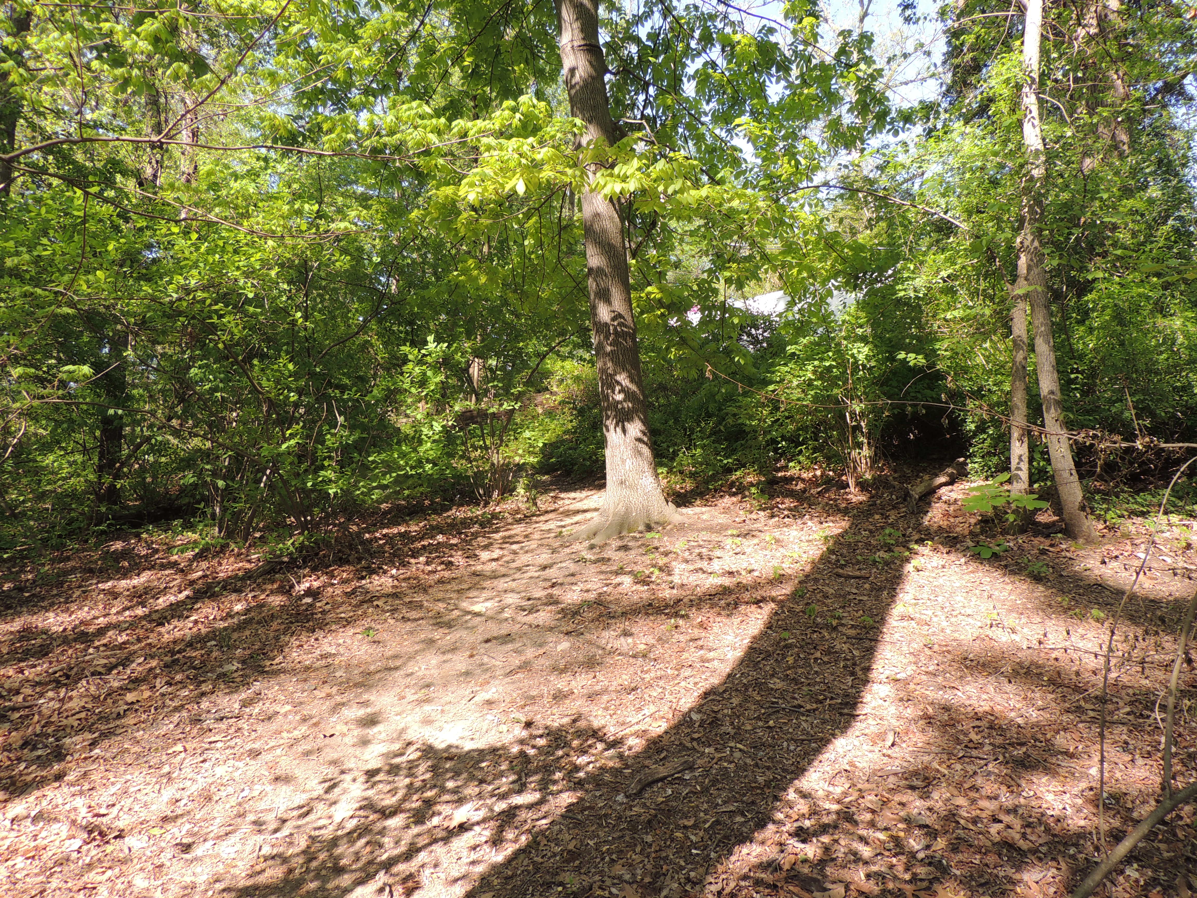 Beginning of North End of Knoll Path