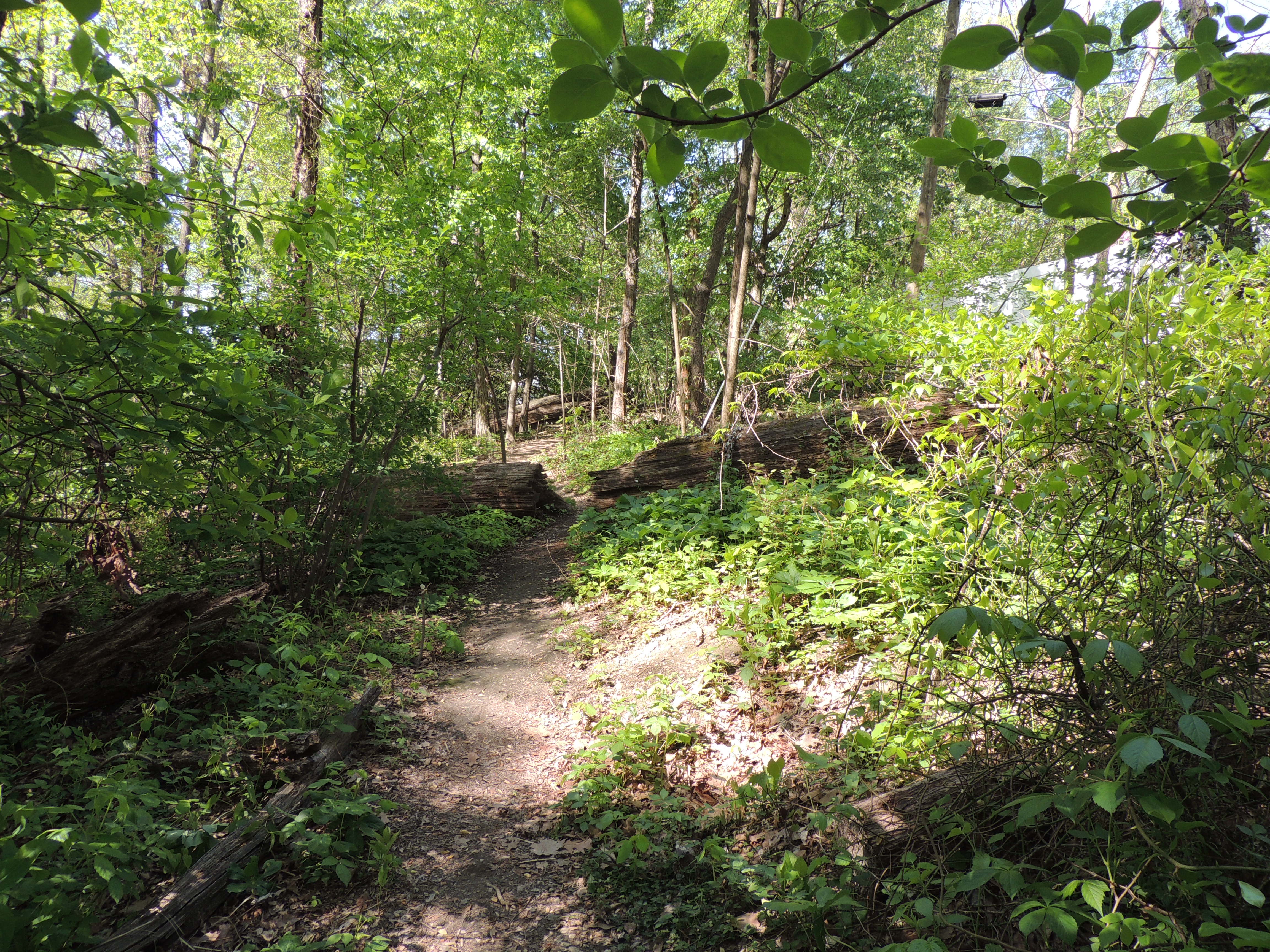 Opening in Downed Tree on the Knoll Path