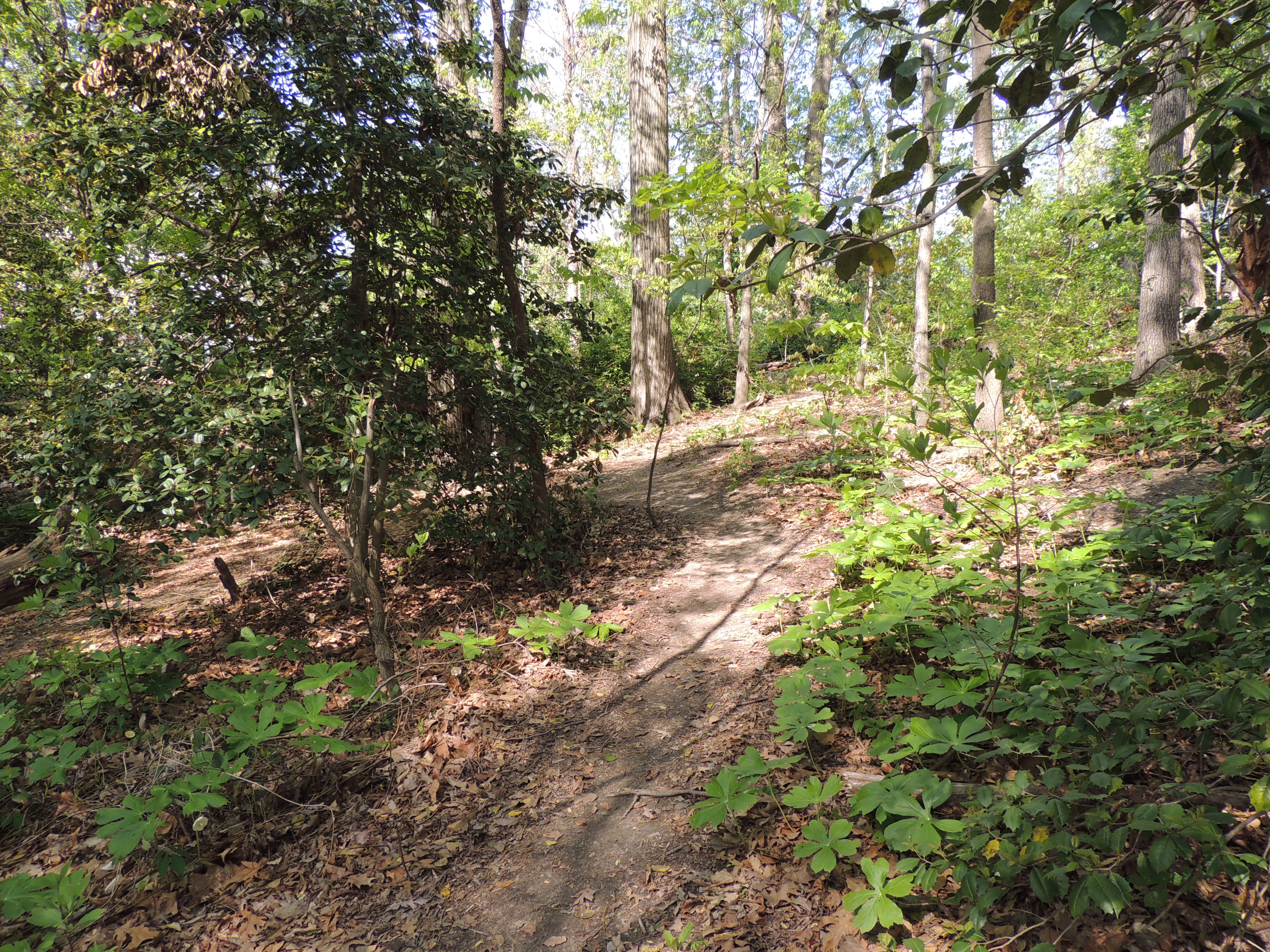 Trees on Knoll Path