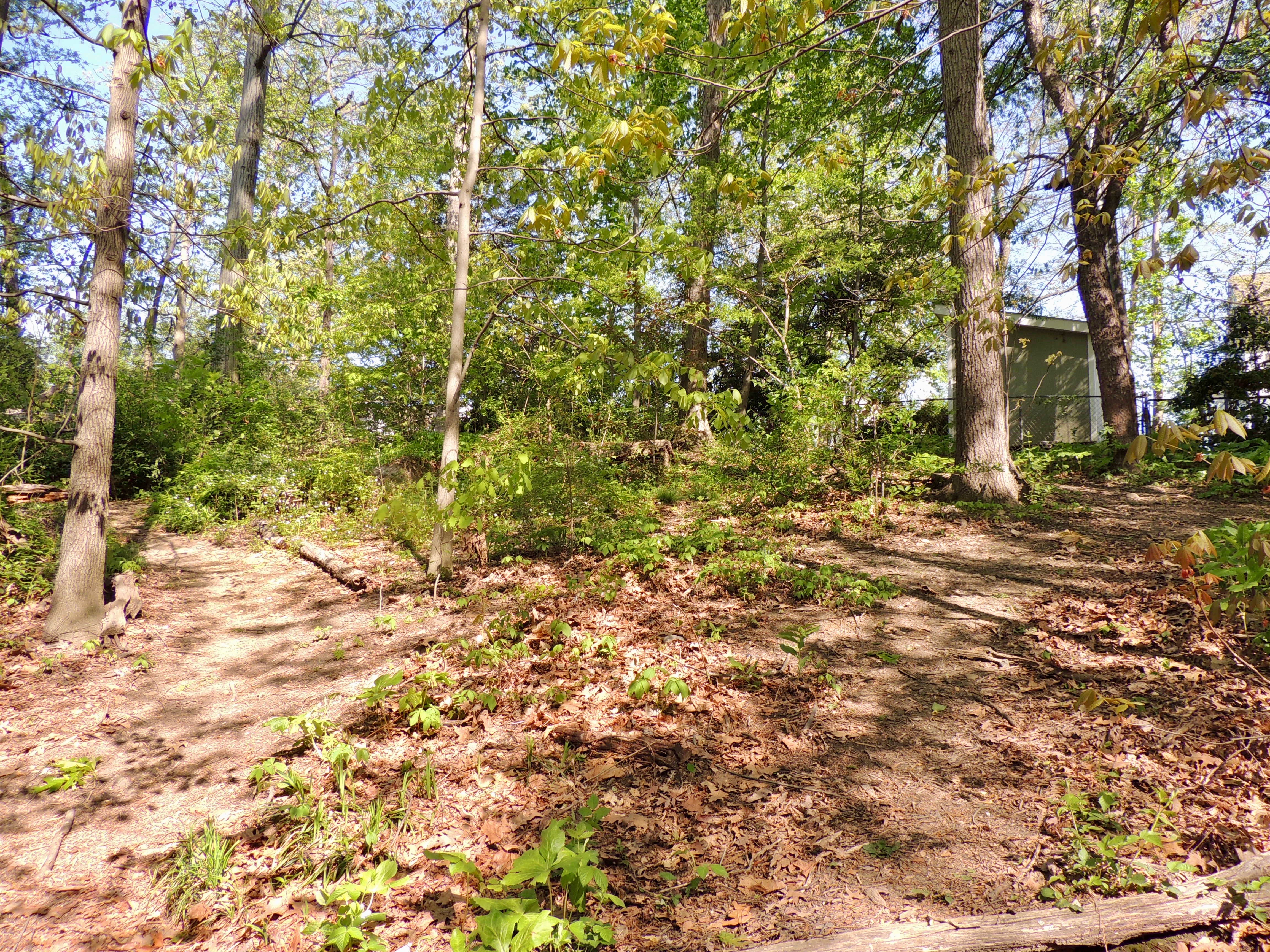 Trees on Knoll Path