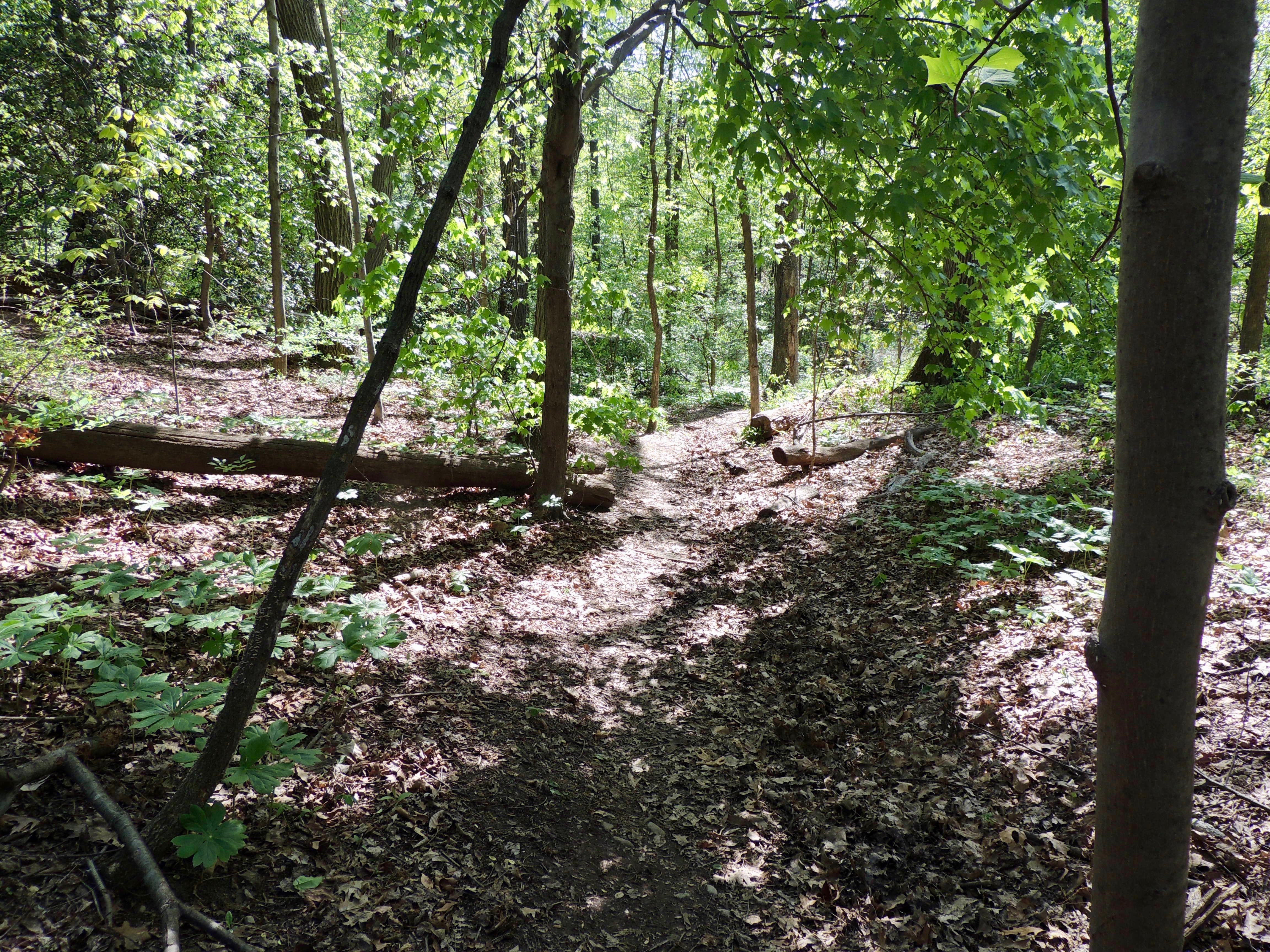 Trees on Knoll Path