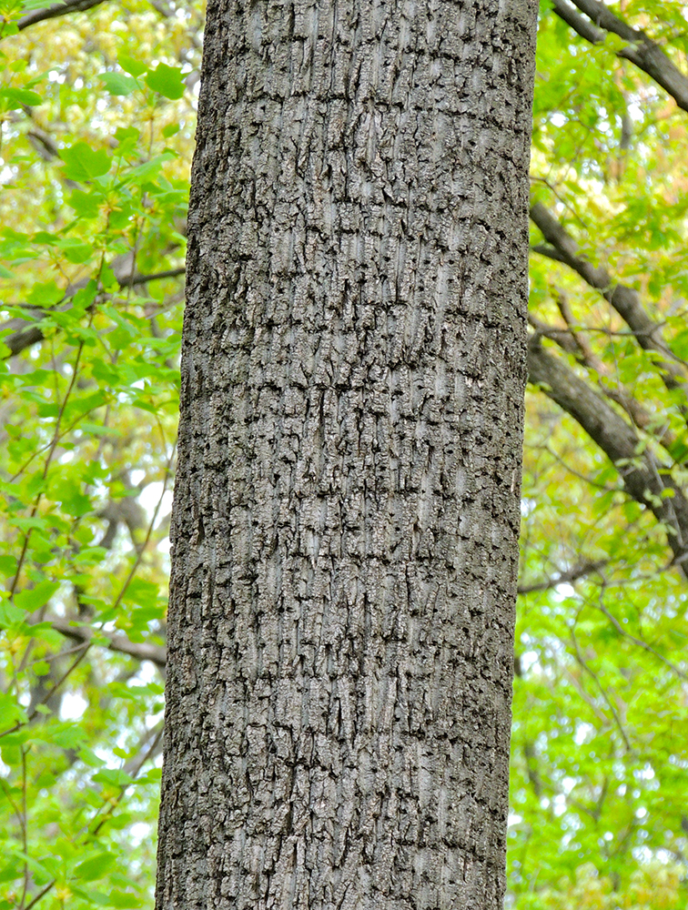 Sapsucker Tree