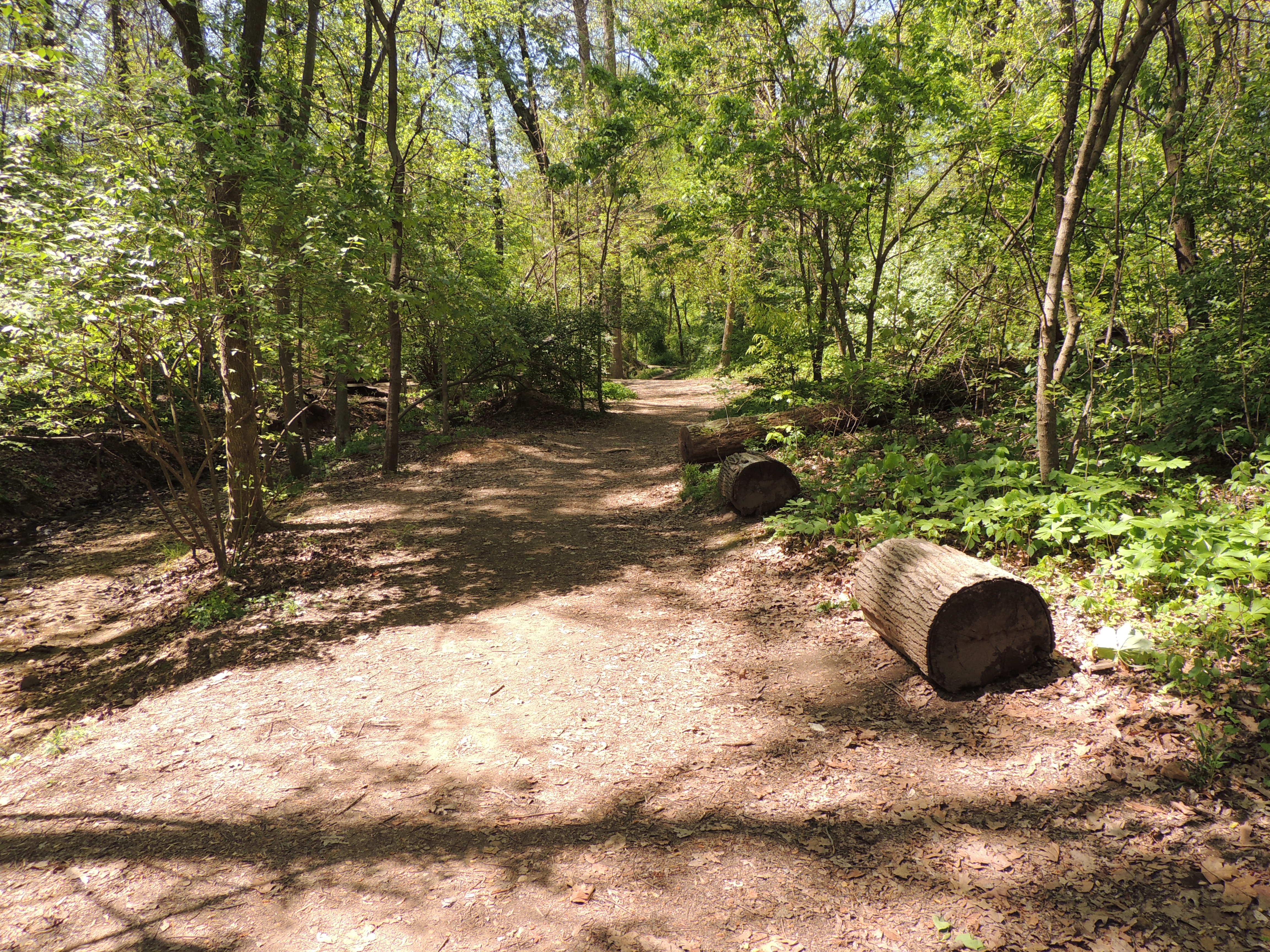 Logs on Stream Path Near Beverley Drive Entrance