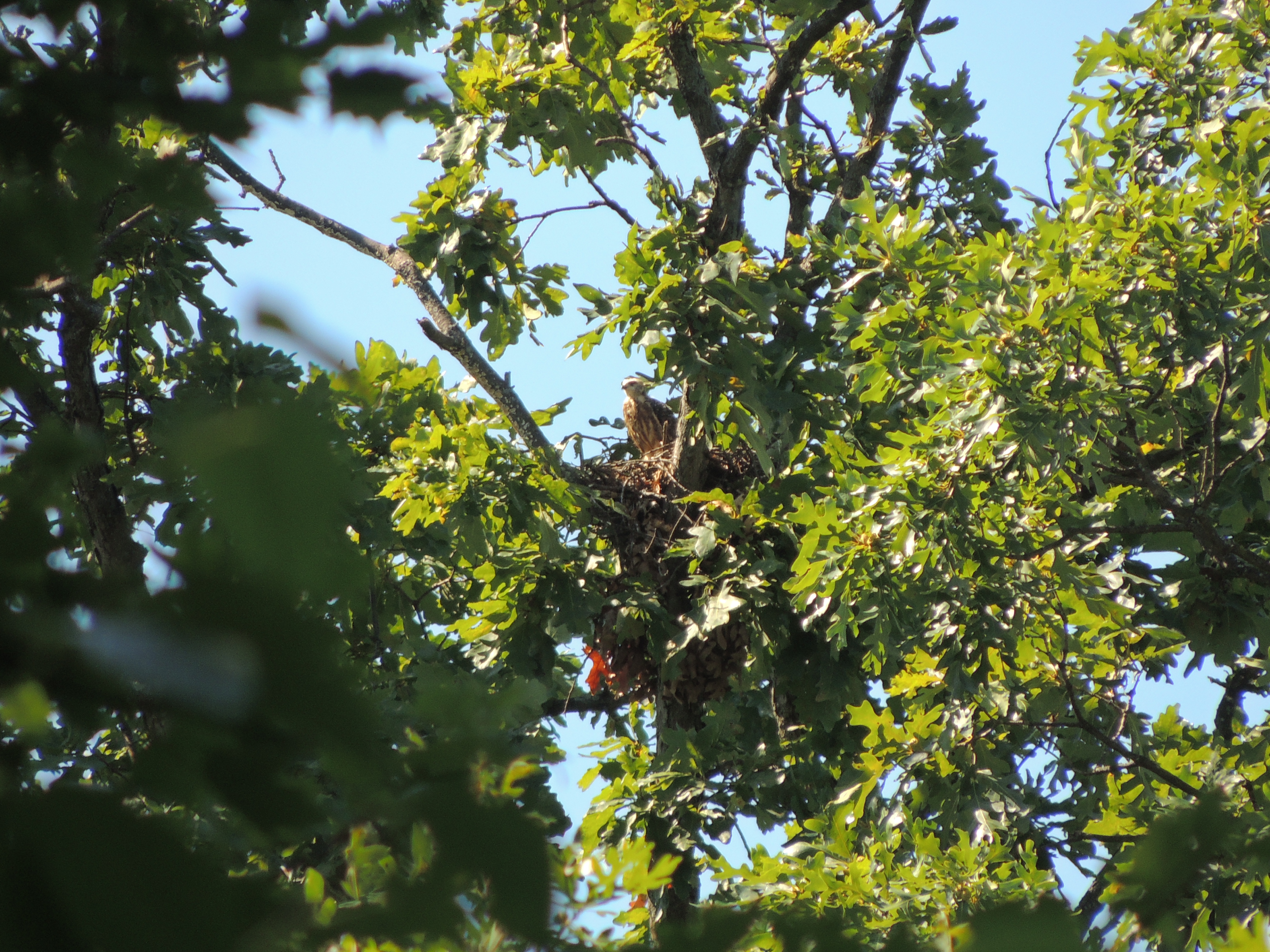 Mississippi Kite Nest